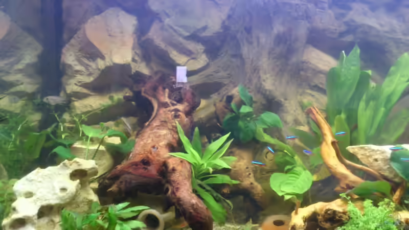 Aquarium Südamerika Zwergbuntbarsche von Alsi (12)