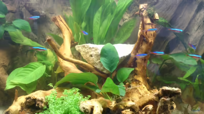 Aquarium Südamerika Zwergbuntbarsche von Alsi (15)