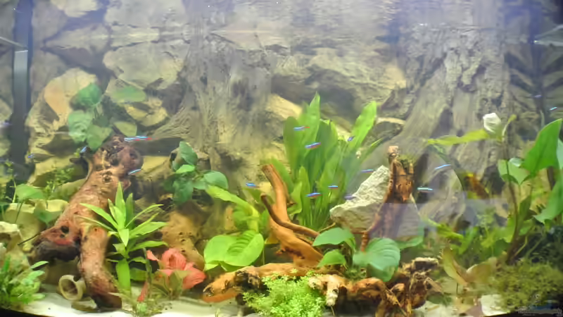 Aquarium Südamerika Zwergbuntbarsche von Alsi (17)