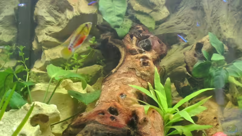 Aquarium Südamerika Zwergbuntbarsche von Alsi (19)