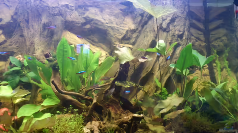 Aquarium Südamerika Zwergbuntbarsche von Alsi (2)