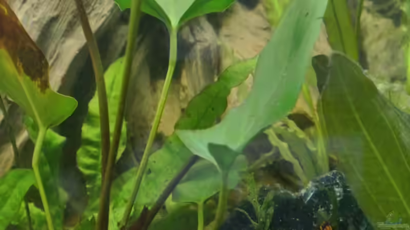 Aquarium Südamerika Zwergbuntbarsche von Alsi (20)