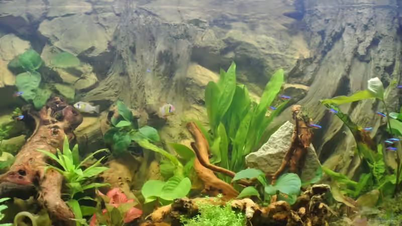 Aquarium Südamerika Zwergbuntbarsche von Alsi (21)