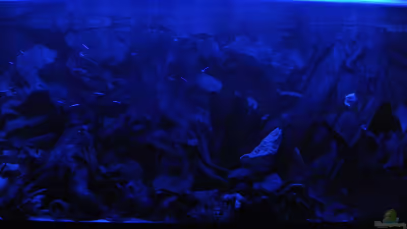 Aquarium Südamerika Zwergbuntbarsche von Alsi (25)