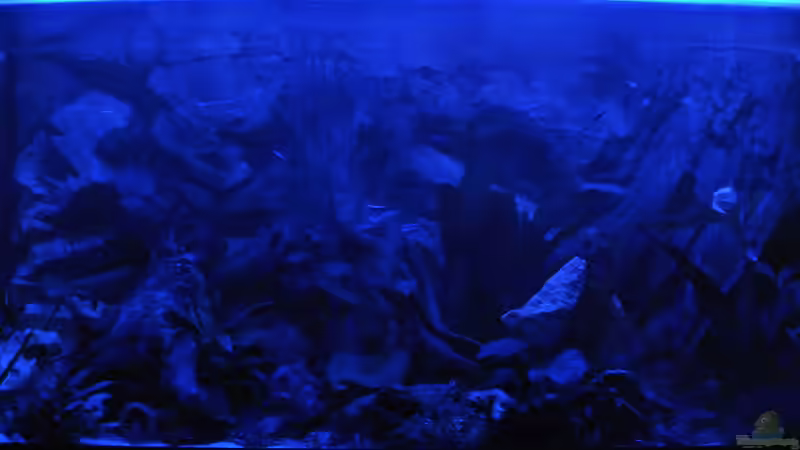 Aquarium Südamerika Zwergbuntbarsche von Alsi (26)