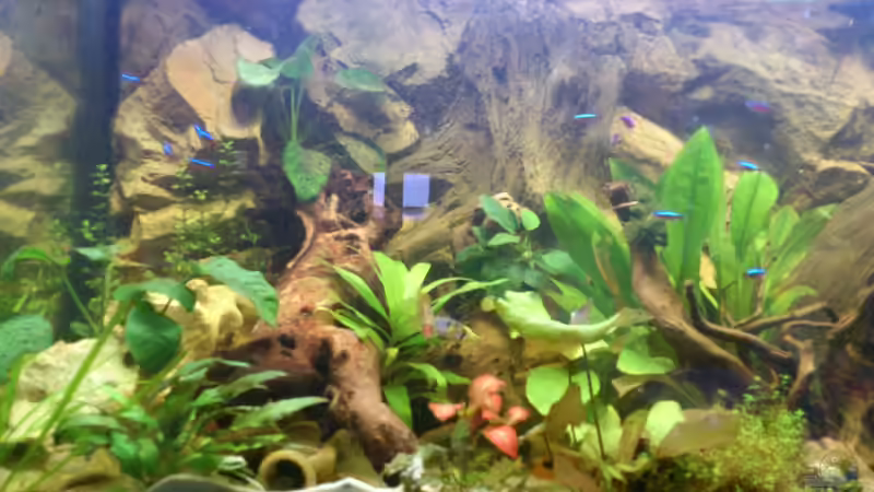 Aquarium Südamerika Zwergbuntbarsche von Alsi (3)