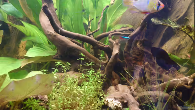 Aquarium Südamerika Zwergbuntbarsche von Alsi (4)