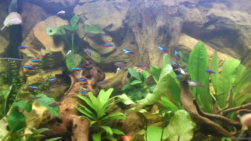 Aquarium Südamerika Zwergbuntbarsche von Alsi (7)