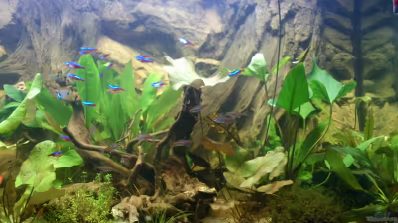 Aquarium Südamerika Zwergbuntbarsche von Alsi (8)