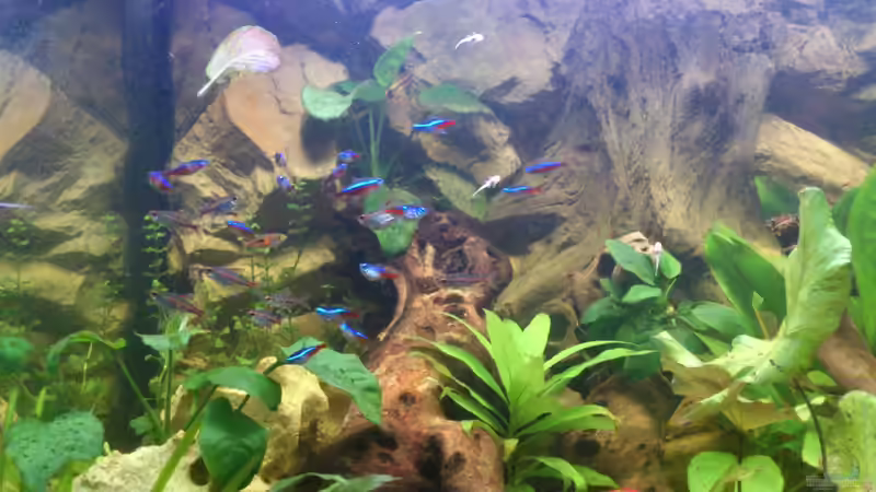 Aquarium Südamerika Zwergbuntbarsche von Alsi (9)