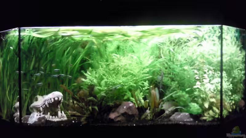 Aquarium Südamerikabecken von ~Danny~ (2)