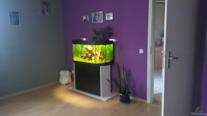 Aquarium Südamerikabecken von ~Danny~ (7)