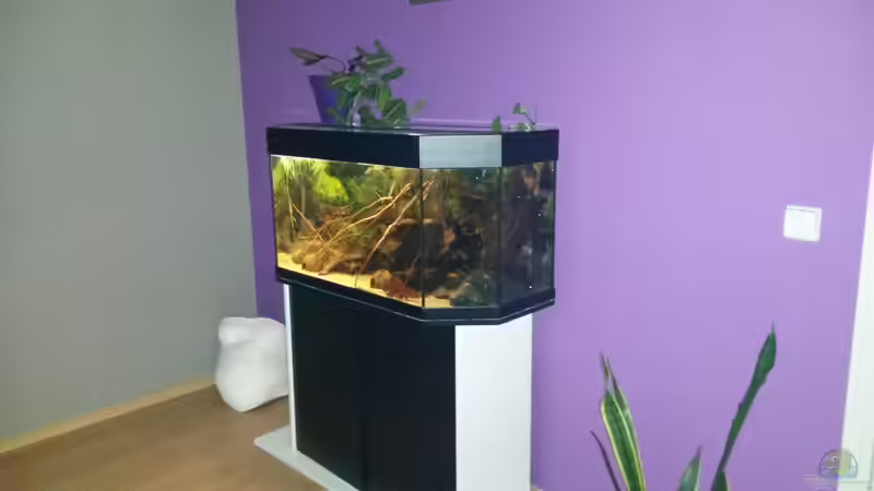 Aquarium Südamerikabecken von ~Danny~ (9)