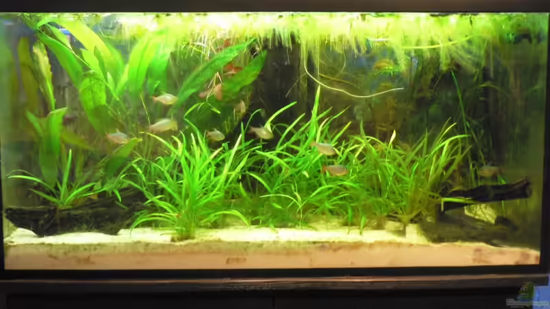 Aquarium Südamerikabecken von flixkohl (2)