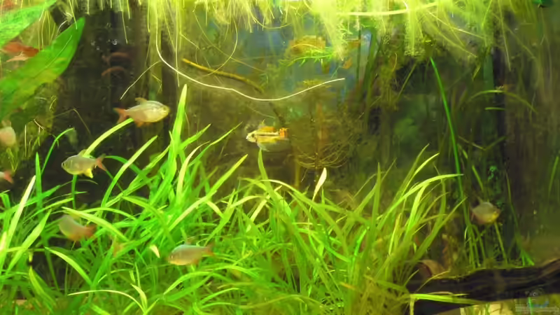 Aquarium Südamerikabecken von flixkohl (3)