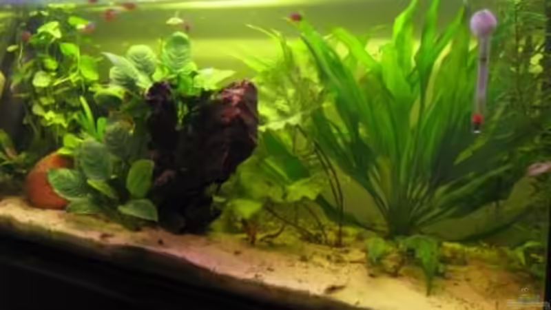 Aquarium Südamerika(existiert so nicht mehr) von Stephan Radtke (3)