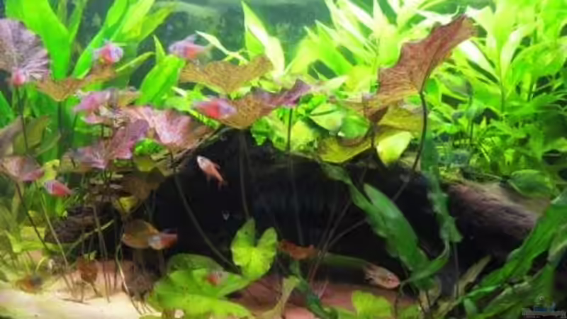 Aquarium Südamerika(existiert so nicht mehr) von Stephan Radtke (7)