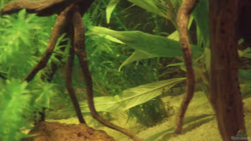 Aquarium Südamerikanische Unterwasserwelten von welspapa (5)