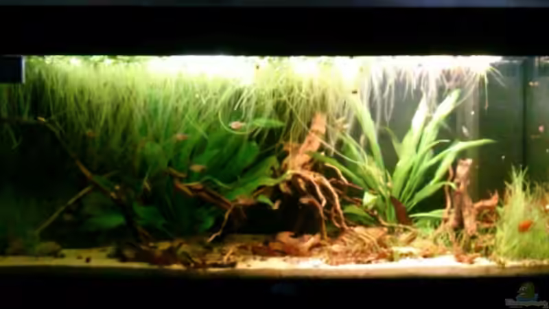 Aquarium Südamerikanisches Flussufer von GuyIncognito (2)