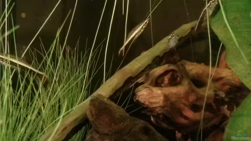 Aquarium Südamerikanisches Flussufer von GuyIncognito (5)