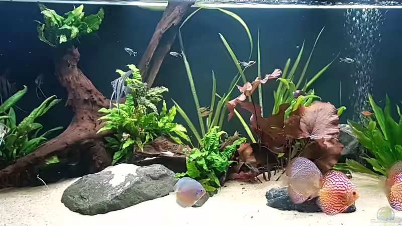 Aquarium Südamerikanisches Idyll von Hoffi (16)