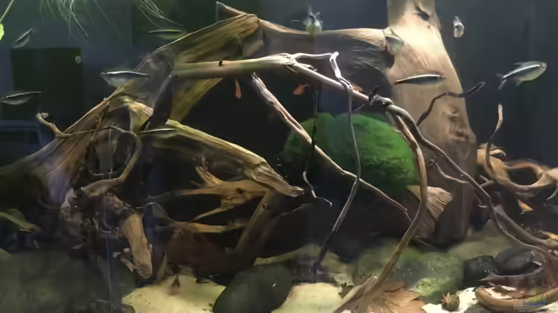 Aquarium Südamerikapfütze 3.0 von Jemafa (2)