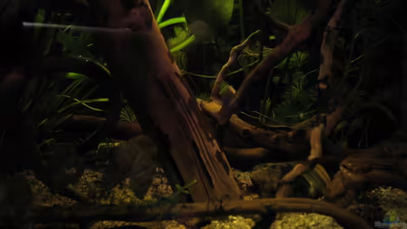 Aquarium Südamerikapfütze (existiert nicht mehr) von Jemafa (6)