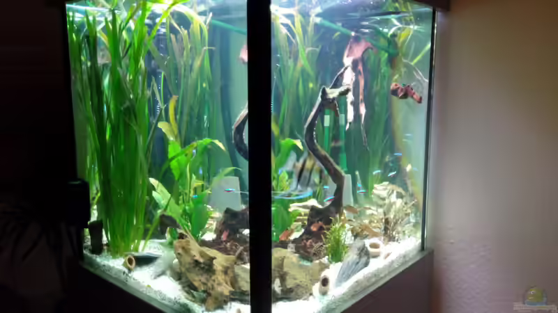 Aquarium Südamerikawürfelchen.... von Nico Müller (3)