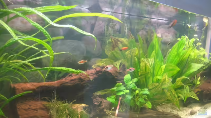 Aquarium SüdOst Asien 375L Wohnzimmer (nur noch Beispiel) von Tiburón (12)