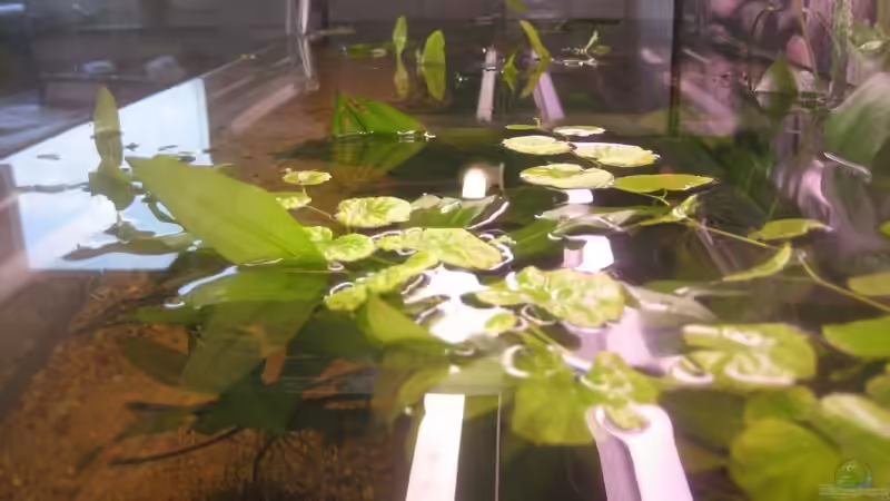 Aquarium SüdOst Asien 375L Wohnzimmer (nur noch Beispiel) von Tiburón (15)