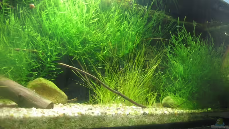 Aquarium SüdOstAsien (Indien) 105L (nur noch Beispiel) von Tiburón (11)