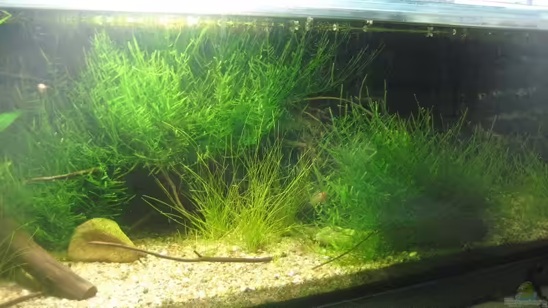 Aquarium SüdOstAsien (Indien) 105L (nur noch Beispiel) von Tiburón (12)