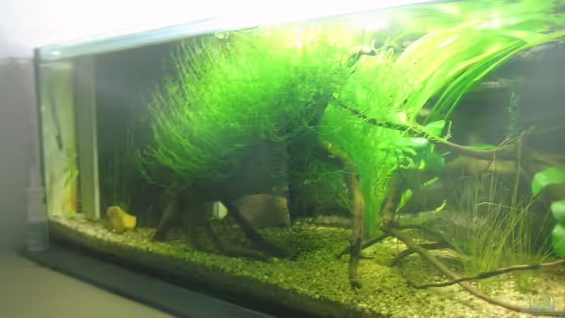 Aquarium SüdOstAsien (Indien) 105L (nur noch Beispiel) von Tiburón (13)