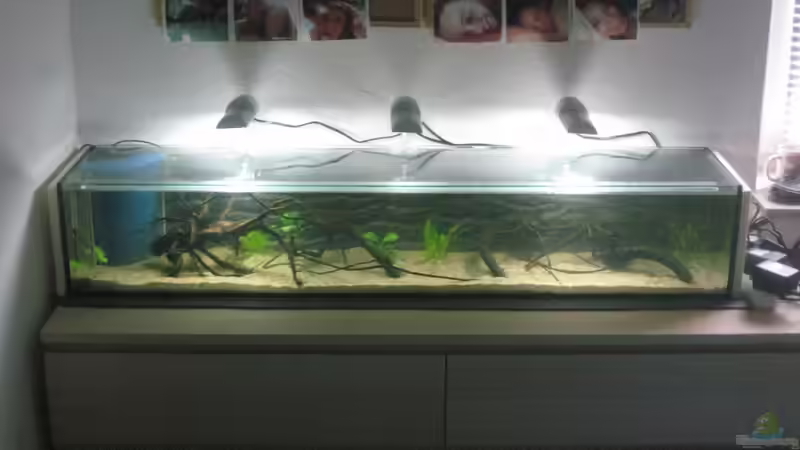 Aquarium SüdOstAsien (Indien) 105L (nur noch Beispiel) von Tiburón (2)