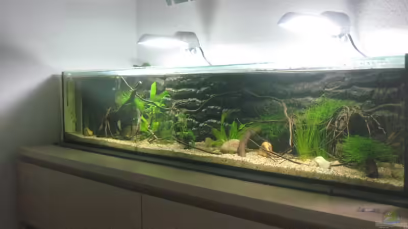 Aquarium SüdOstAsien (Indien) 105L (nur noch Beispiel) von Tiburón (6)