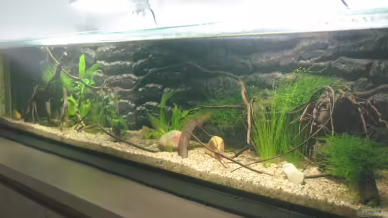 Aquarium SüdOstAsien (Indien) 105L (nur noch Beispiel) von Tiburón (7)