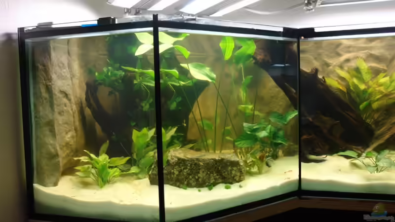 Aquarium Südtirols Amazonas von Paul Kerschbaumer (5)