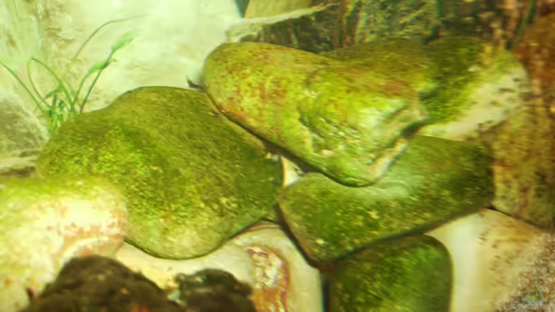 Aquarium Sulawesitreff von Stefan Bischoff (4)