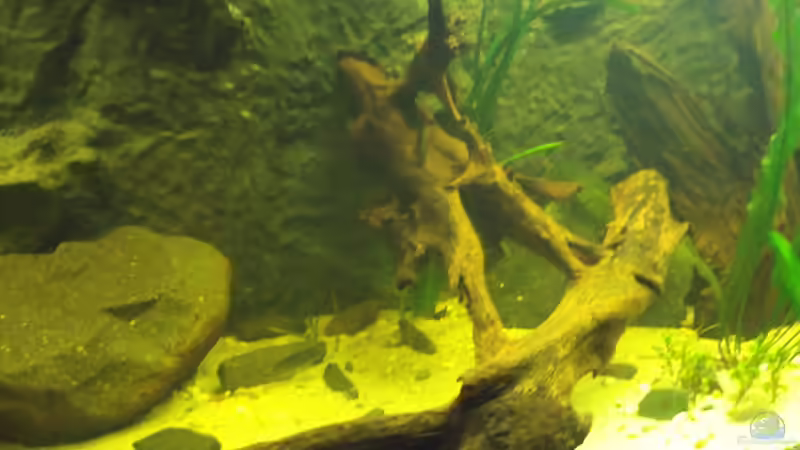 Aquarium Sumatra von lupusmedicus (11)