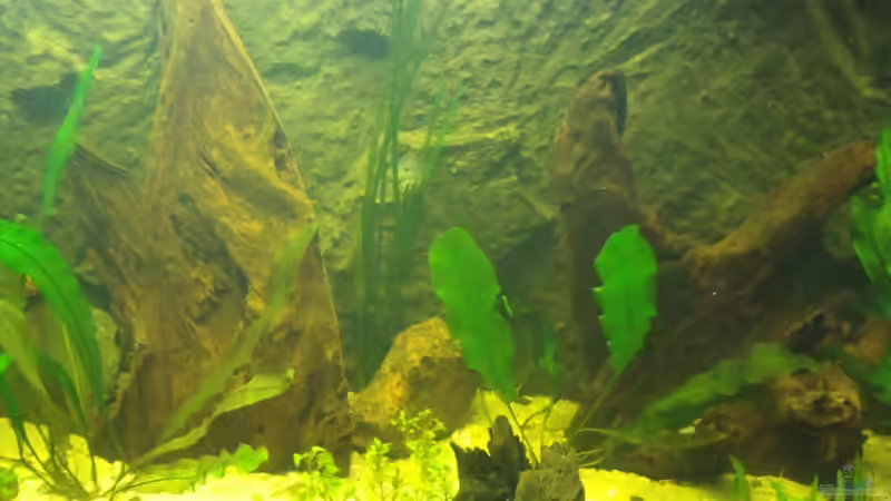 Aquarium Sumatra von lupusmedicus (12)