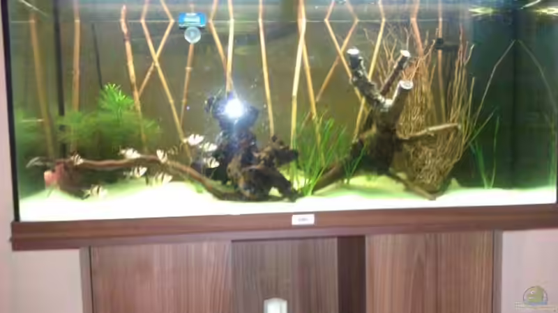 Aquarium Sumatrabecken von Xia (2)