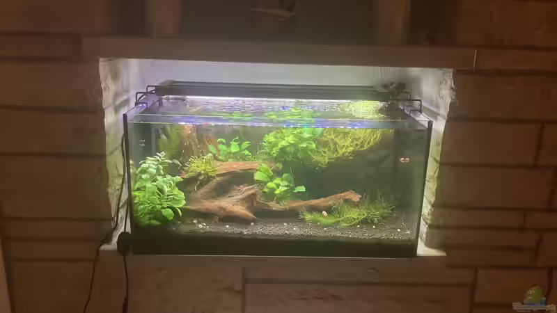 Aquarium Sunken Tree (aufgelöst) von Fischfan11 (2)