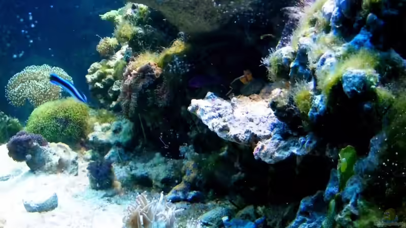 Aquarium Sunshine Coast von Malawigo (10)