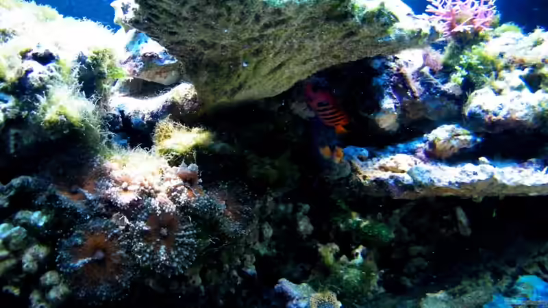 Aquarium Sunshine Coast von Malawigo (12)