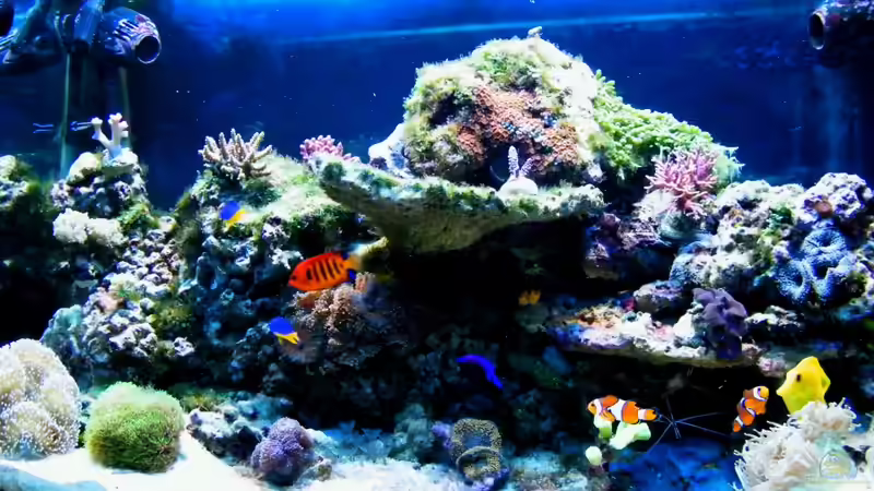 Aquarium Sunshine Coast von Malawigo (7)