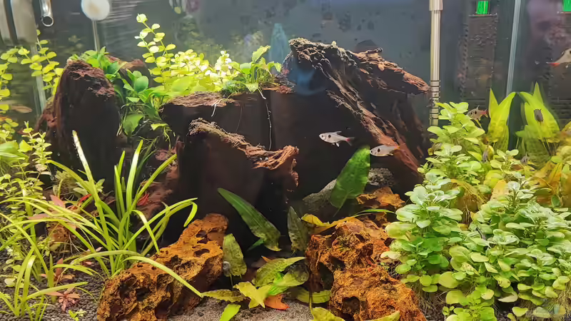 Aquarium Superfish von Ralf Bercke (2)