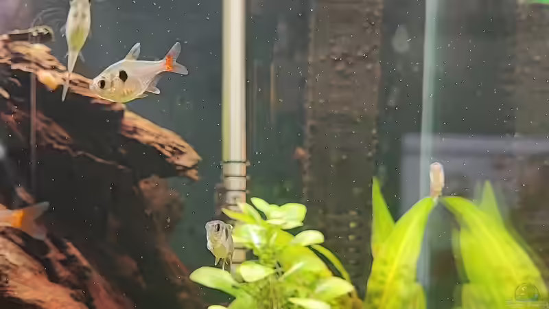 Aquarium Superfish von Ralf Bercke (3)