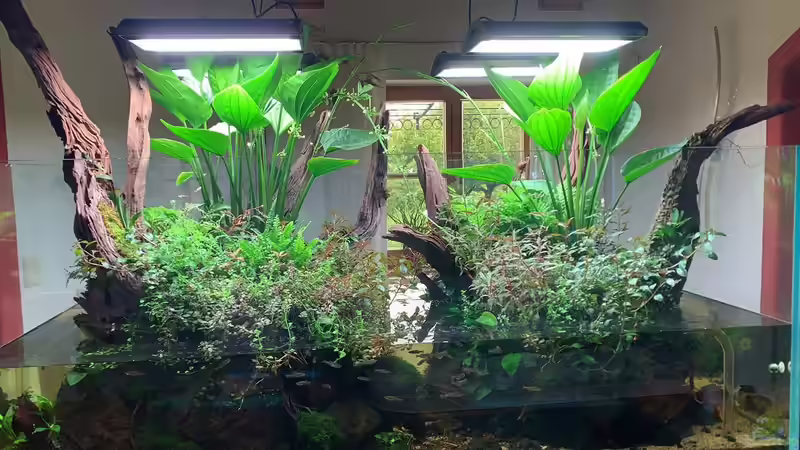 Aquarium Swamp spirit von Fredo Fuss (4)