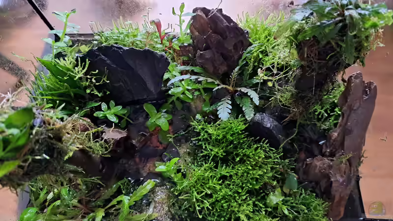 Aquarium Swampland-aufglöst von okefenokee (3)