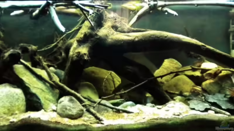 Aquarium Tabasco Fischland von Benjamin Hamann (3)